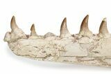 Mosasaur Jaw with Twelve Teeth - Morocco #225341-4